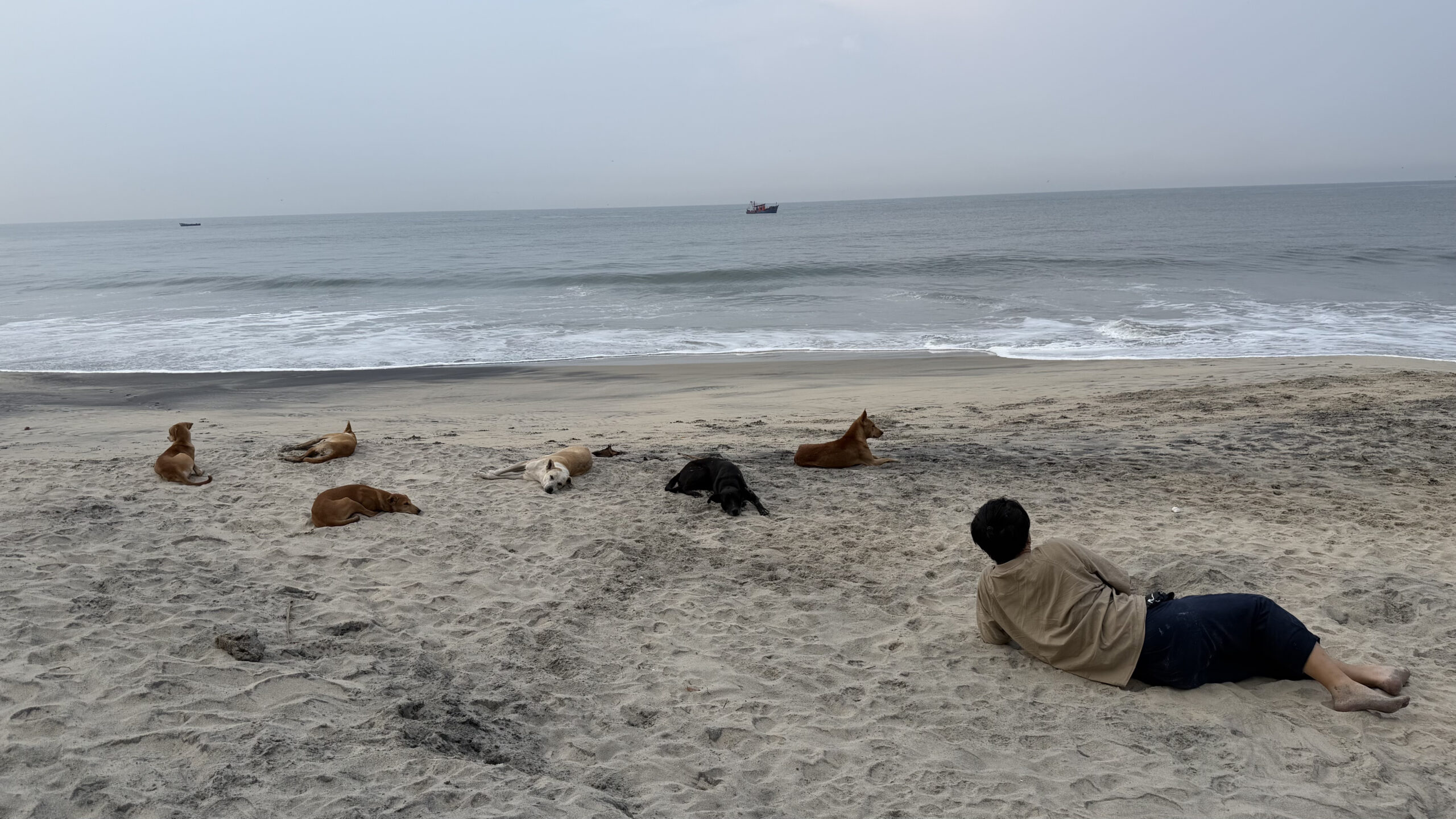 朝の浜辺で野良犬たちと一緒に砂浜に寝そべって独り瞑想する場面
